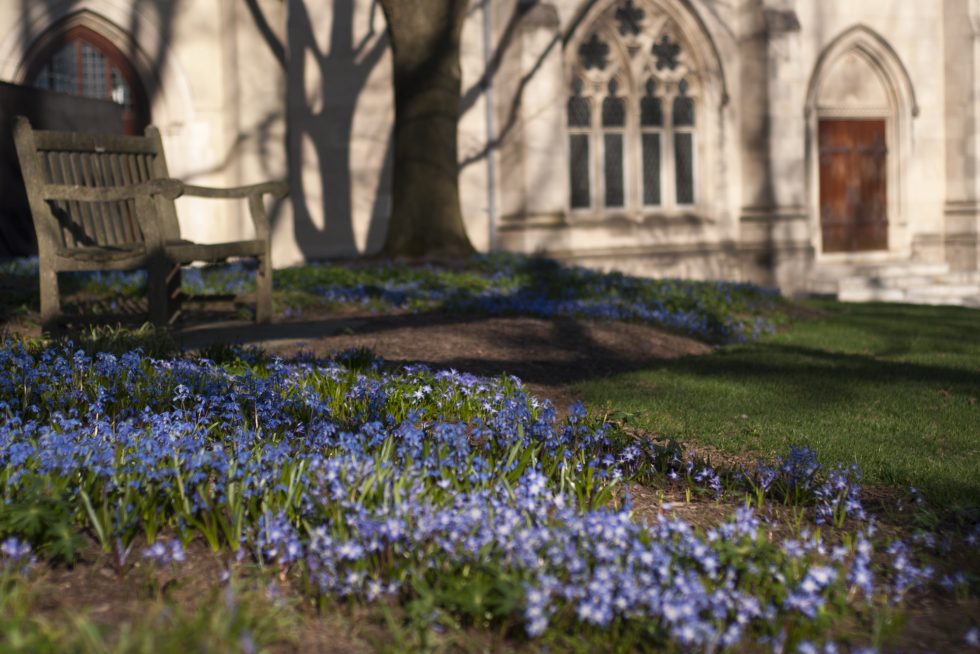 Blue spring flowers on the Cathedral grounds