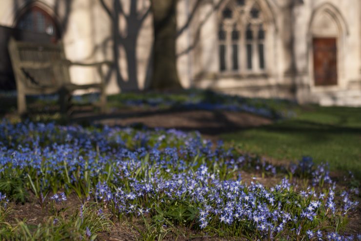 Blue spring flowers on the Cathedral grounds