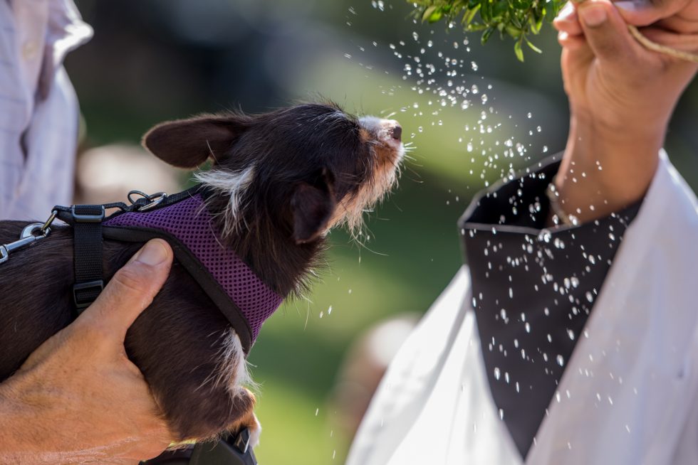 A tiny dog is sprinkled with holy water.