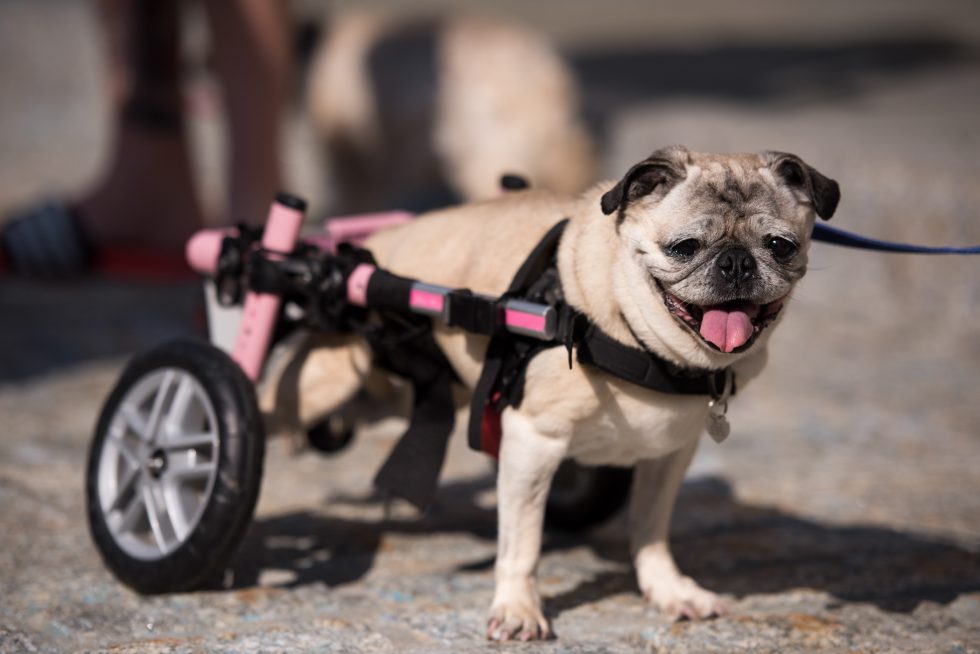 A small dog missing its hind legs is using a wheeled mobility device.