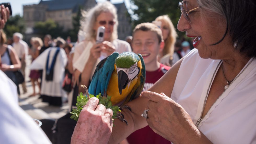 A woman holds her arm still as a bright blue, yellow, and green parrot perches there waiting to be blessed.