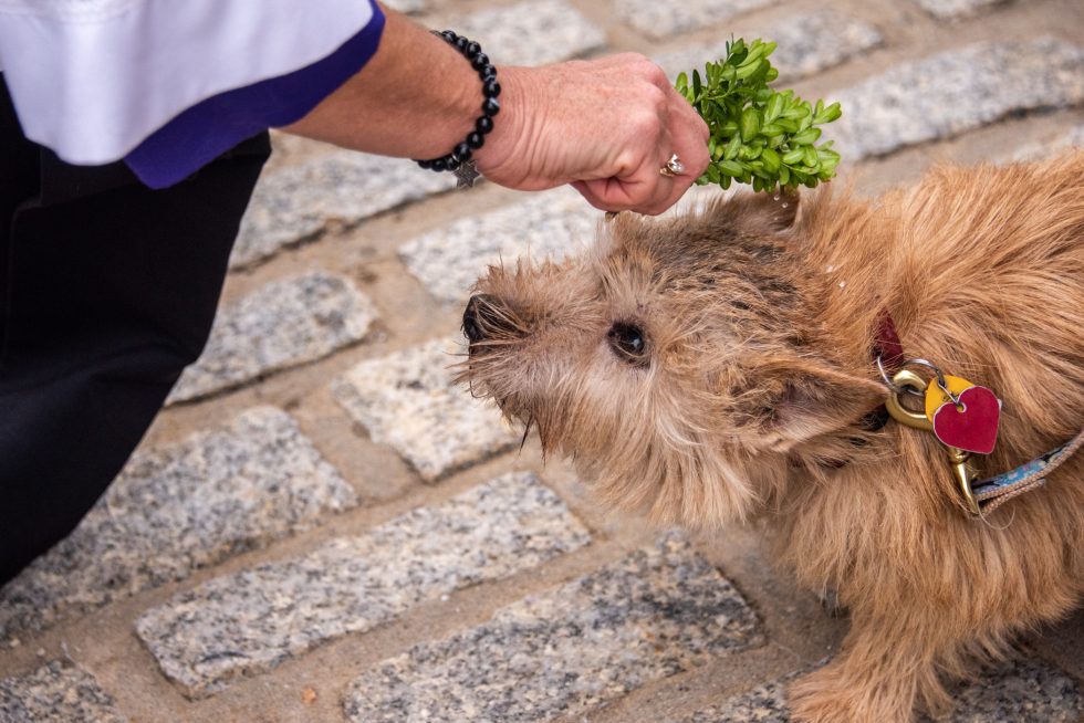 A small tan dog huddles near the walkway as a clergy person sprinkles holy water.