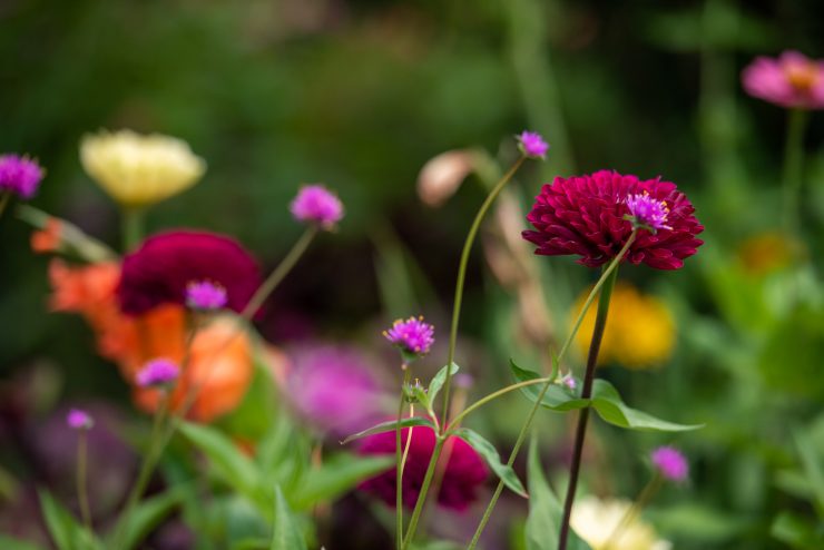 Close-up of summer flowers
